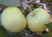 Белый налив