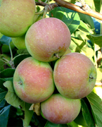 Подарок садоводам