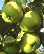 Шафран зимний