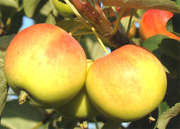 Соловьевское