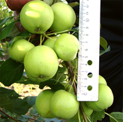 Уральское наливное