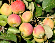 Жебровское