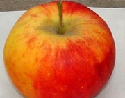 Алтайское бархатное